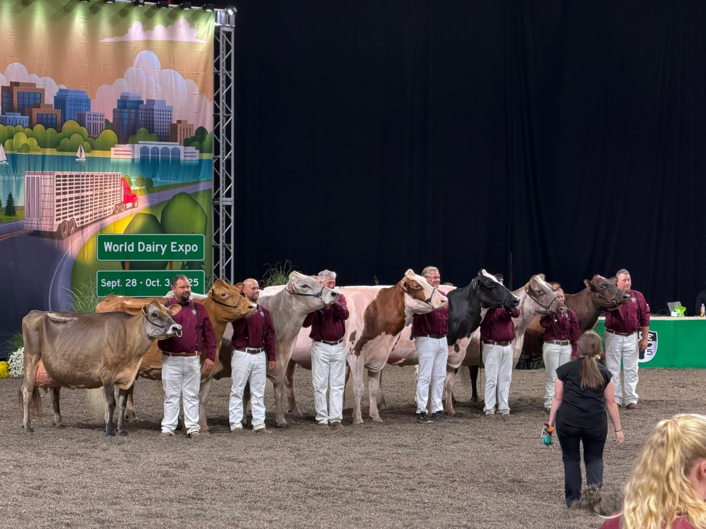 World Dairy Expo ringinde farklı süt sığırı ırkları ve yetiştiricileri